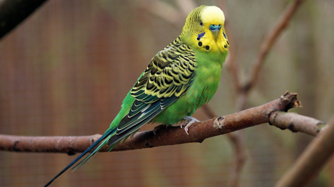 Zadržování vajíčka u papouška: Skryté nebezpečí může skončit až smrtí