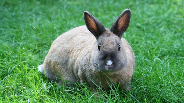 Akutní nadmutí není strašák jen pro krávy. Může zabít i králíka