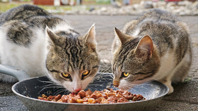 Proč se kočka po jídle snaží hrabat kolem misky a jak jí v tom bránit