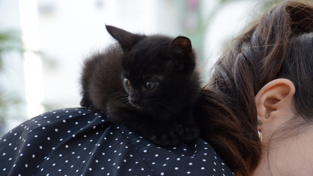 Sedm znamení, že vás kočka miluje