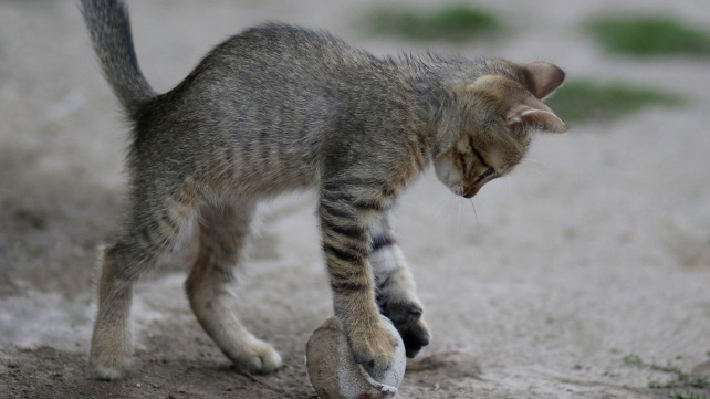 Vyrábíme hračky pro kočky: Míček na pamlsky