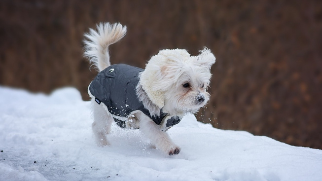Deset tipů, jak pomoci psům přežít zimu