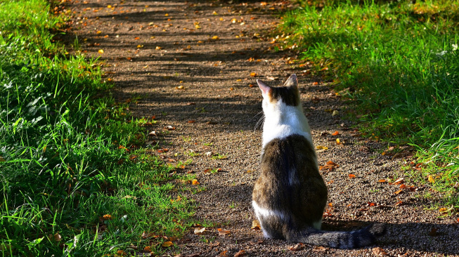 Umí kočka najít cestu domů?