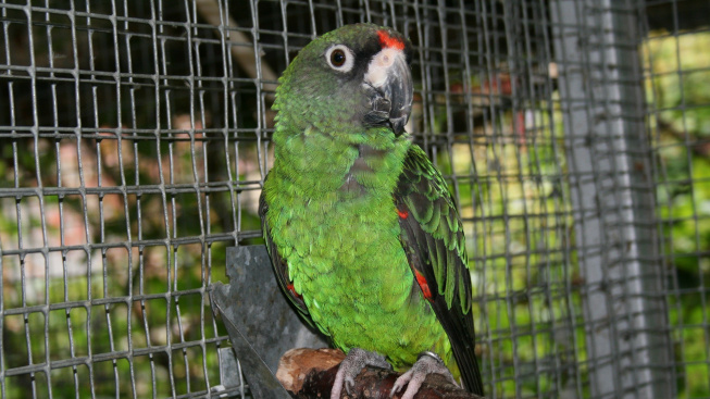 Papoušek konžský - přátelský papoušek do bytu, který se rád učí mluvit