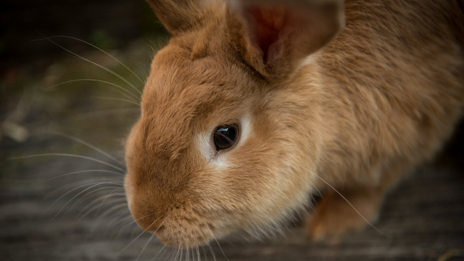 Jak si poradit s destruktivním chováním u králíka