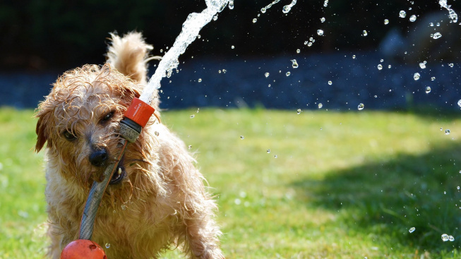 Může se pes otrávit vodou?