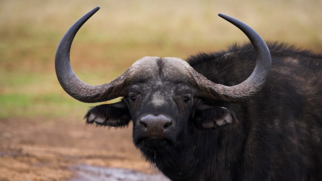 VIDEO: Musíme si pomáhat, ví bizon, který zachránil želvu