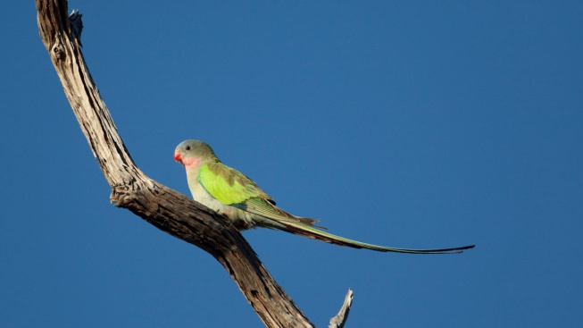 Ptačí zpěv válcuje v australské hitparádě ABBU i Mariah Carey