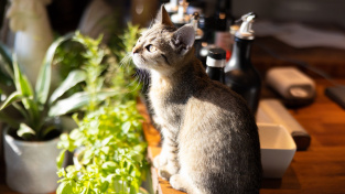Co kočky tak láká na kuchyňské lince a jak je z ní dostat dolů?