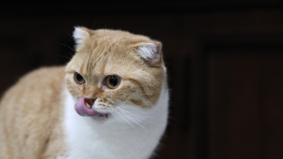 Hypertyreóza u koček: Pokud kočka trpí žravostí, a přesto hubne, zpozorněte