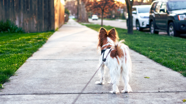 Osm tipů, jak oživit procházky se psem