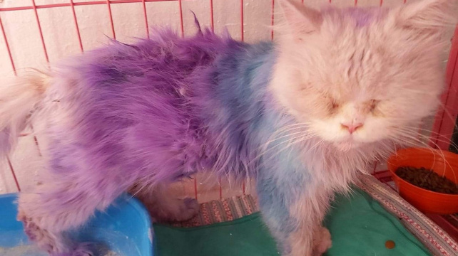 Polomrtvá a postříkaná jedovatou barvou. Kočička z Káhiry dostala druhou šanci ve Skotsku