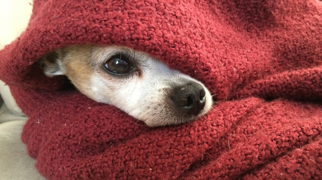 První pomoc při podchlazení u psů. Pozor na omrzliny i zástavu srdce