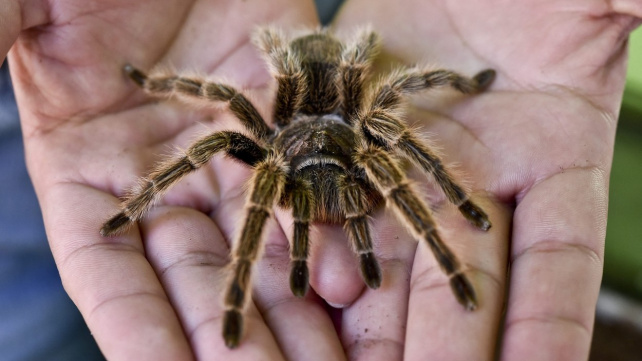 Sklípkana zvládnou doma chovat i začátečníci