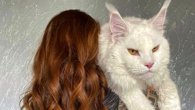 Tak trochu větší kotě: Kefír váží přes 12 kilo a ještě asi poroste