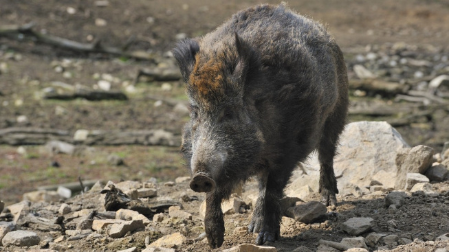 Pozor na syrové maso z divočáka, v Česku se objevila smrtelná pseudovzteklina