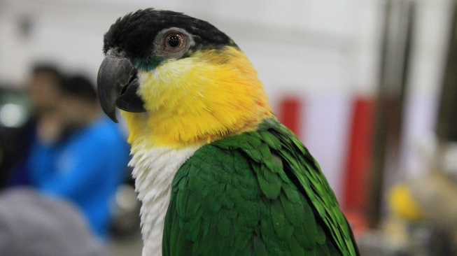 Amazónek černotemenný - atraktivní papoušek se zábavnou povahou