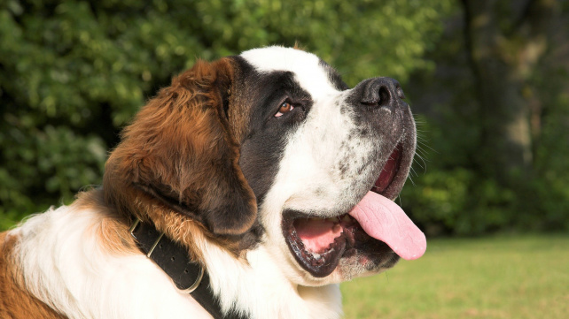 Nejhorší psí plemena pro alergiky