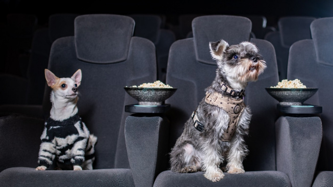 Psi psům. Kino hraje filmy určené čtyřnohým mazlíčkům