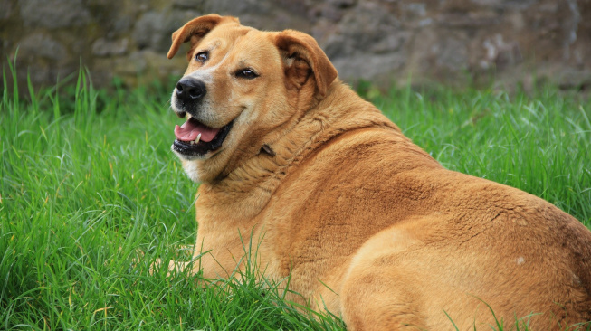 Ideální dieta pro obézní psy? Hodně bílkovin a vlákniny