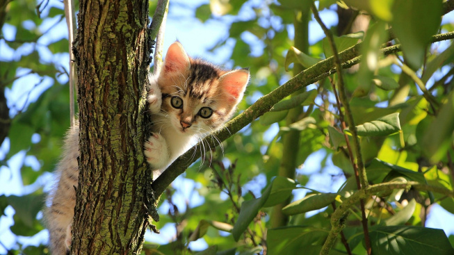 Když kočka uvízne na stromě