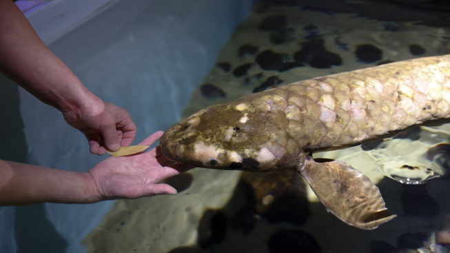 Metuzalém je nejstarší akvarijní rybou. Miluje čerstvé fíky a drbání na břiše
