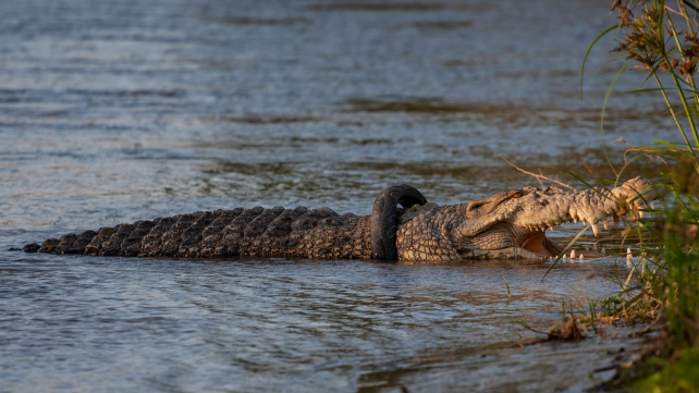 Muž sundal krokodýlovi pneumatiku uvízlou kolem krku. Chytil ho svépomocí