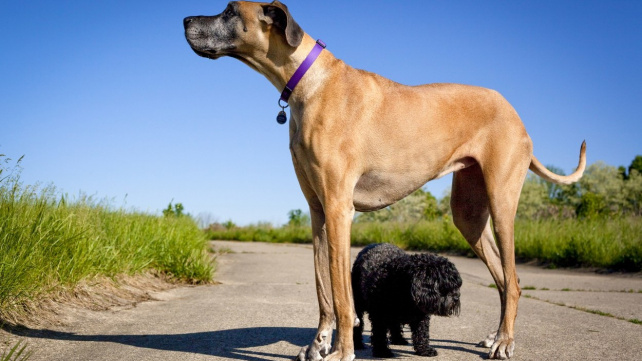 Už pravěcí vlci měli gen pro vznik malých plemen