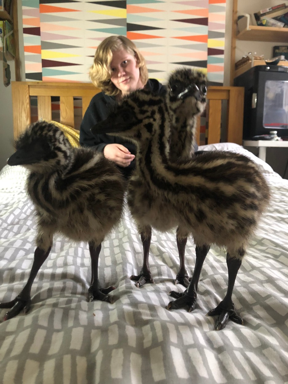 Odchov ptáčat emu