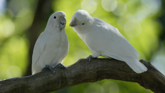Další důkaz o inteligenci papoušků: Kakaduové se naučili hru podobnou golfu