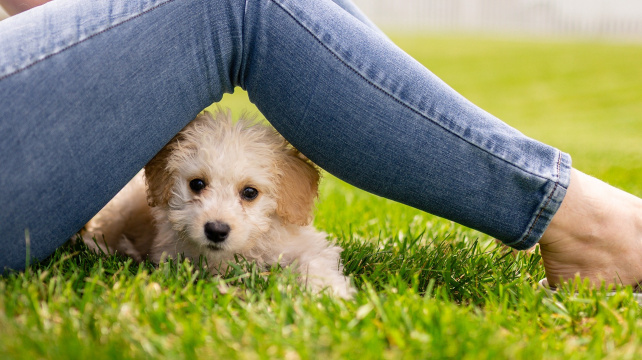 Není dobré podceňovat štěněcí bázlivost