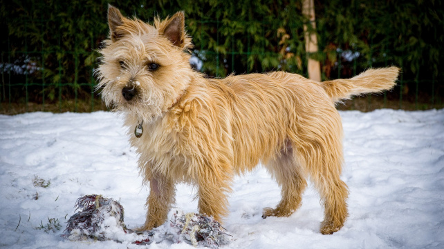 Cairn teriér: Malý pejsek s velkým srdcem, který je nejšťastnější po boku dětí