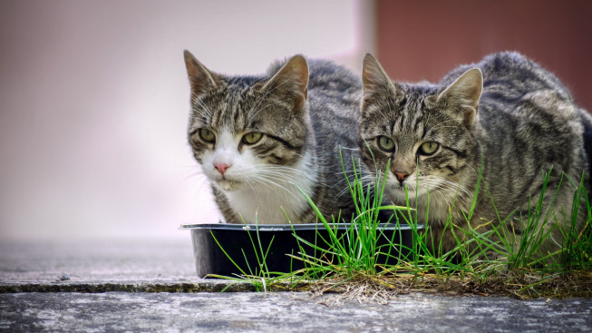 Jak poznat, že složení stravy nevyhovuje věku vaší kočky?