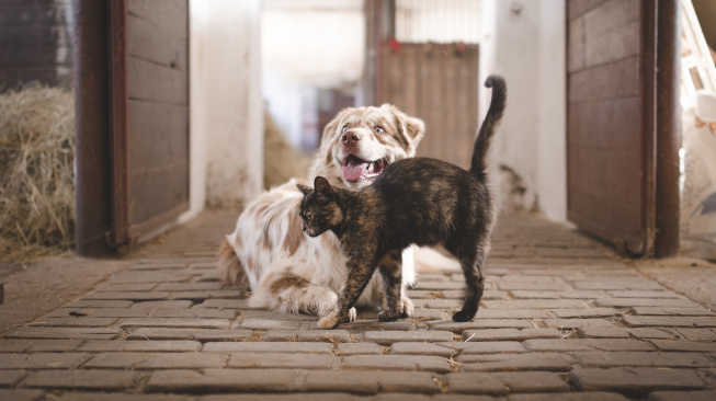 Rozvážná kočka, dovádiví psi: Mazlíčci v reklamách skutečně prodávají, shodli se vědci