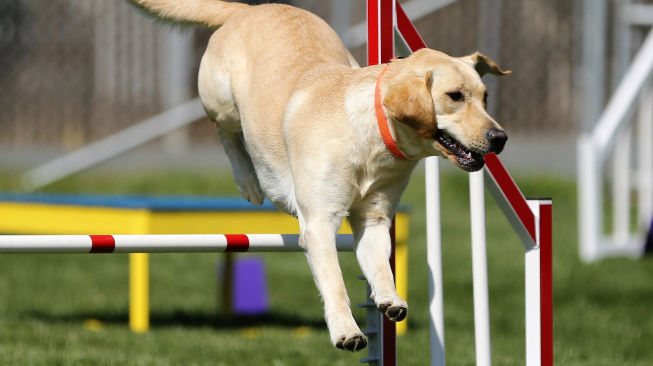 Rozcvička i závěrečné protažení: Vědci zkoumali, jak vypadá trénink psích šampionů