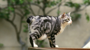 Výrazný tukový vak na břiše často mají kočky plemene japonský bobtail