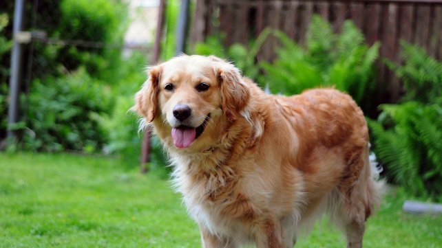 Centrální registr psů povedou asi veterináři, cenu určí v rámci očkování proti vzteklině