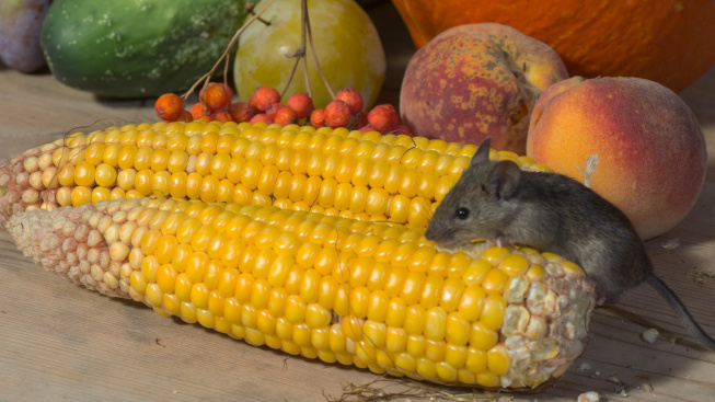 Čím krmit myšky - a čím určitě ne