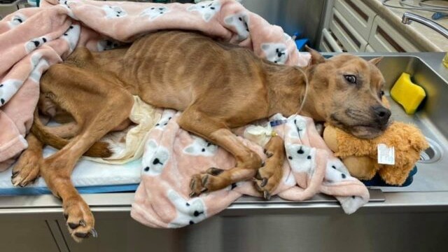 Týraná fenka vyhublá na smrt se nevzdala. Nyní konečně dostává lásku a péči