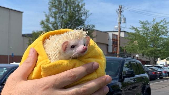 Jmenuje se Brendel, má bodliny a jeden cíl: Procestovat Spojené státy