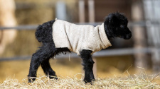 Mini jehně