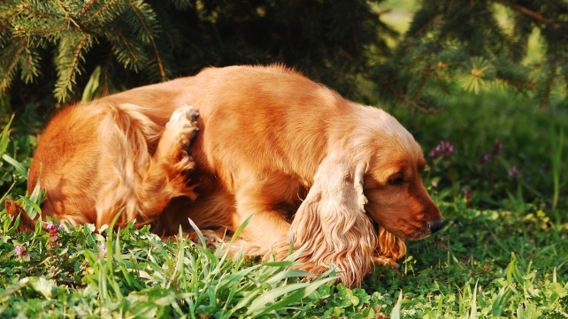 Atopický ekzém u psů není radno přehlížet. Svědění ho může dovádět k šílenství