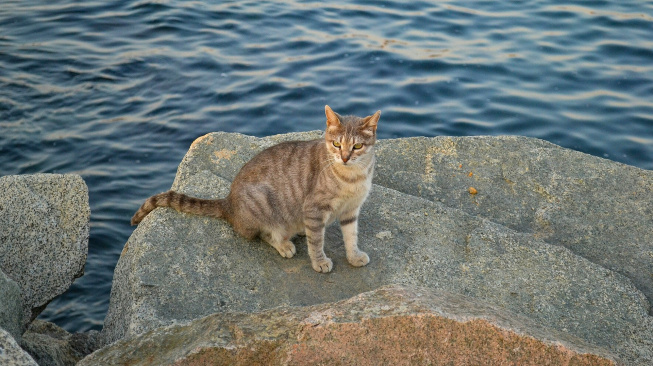 Kočky mohou bezpečně pít i mořskou vodu. Vadí sůl jejich tělu?