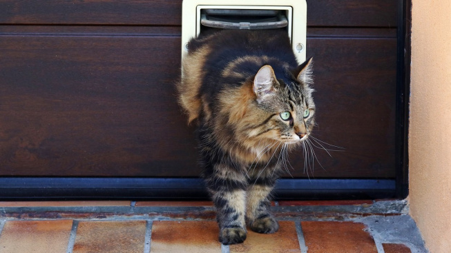 Vynalezl Newton dvířka pro kočky? Prý ho rozčilovalo jejich škrábání na dveře