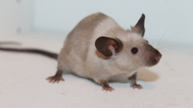 Výzkum myší odhalil jejich překvapivé schopnosti vnímání