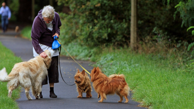 Genetické změny spojené se stárnutím psů pomohou při výzkumu stárnutí lidí