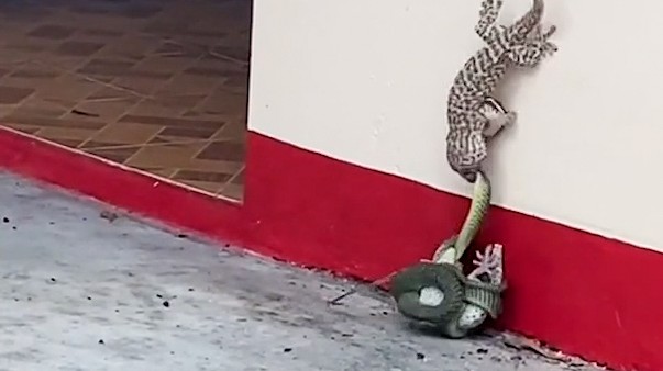 V nouzi poznáš přítele. Gekon zaútočil na hada, co chtěl sníst jeho přítele