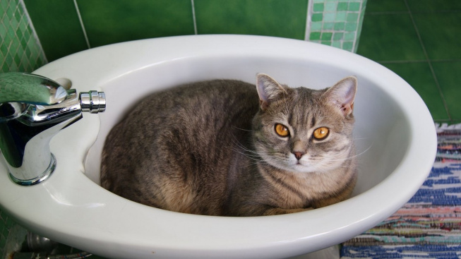 Proč za námi kočky lezou na záchod