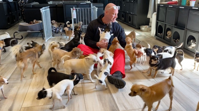 Muž proměnil svůj dům v útulek pro čivavy. Už jich zachránil téměř stovku