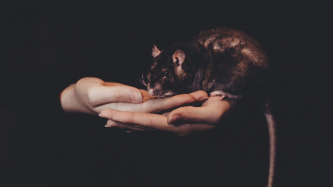 Při chovu potkanů berte ohledy na jejich inteligenci